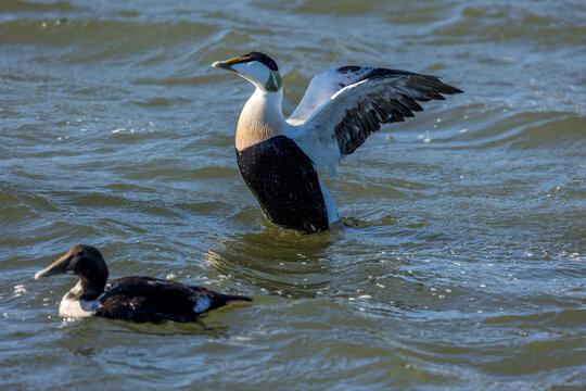 An eider duck couple swimming in the sea in the north of Denmark at a windy day in spring.
