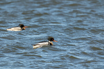 A group of red-breasted merganser swimming in the sea in the north of Denmark at a windy but sunny day in spring.