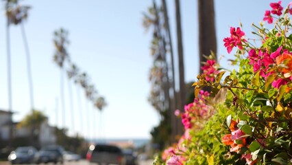Row of palm trees, waterfront city street near Los Angeles, California coast, USA. Palmtrees by ocean beach, summer vacations aesthetic. Tropical palms, sunny day, sunshine and bougainvillea flowers.
