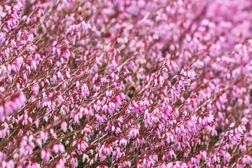 Fototapeta premium Pink Erica carnea flowers in the garden in early spring