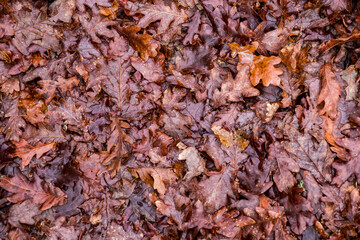 Autumn texture of many wet oak brown leaves on the ground