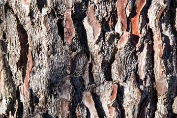 Pine wood bark texture