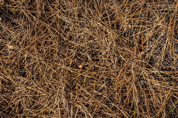 texture of dry brown pine leaves on the ground