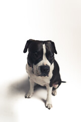 Vertical shot of a calm sad black-and-white dog with beautiful big eyes. High quality photo