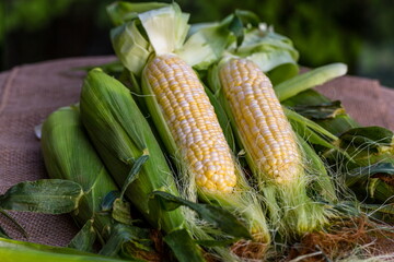 Organic Corn Cob with Husk