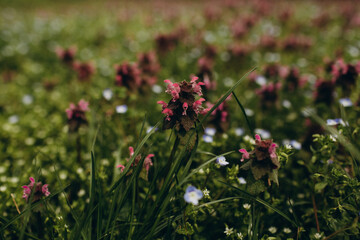 Flowers bloom in the park in spring
