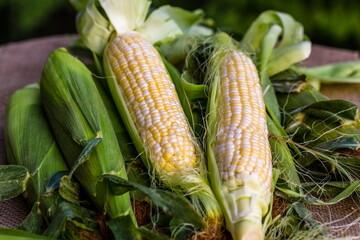 Organic Corn Cob with Husk