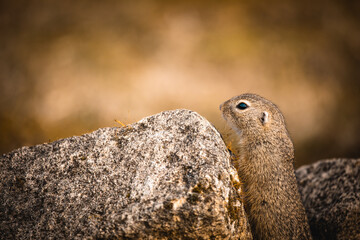 Ziesel zwischen Steinen