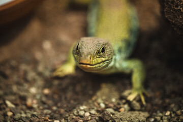 Grüne Smaragdeidechse