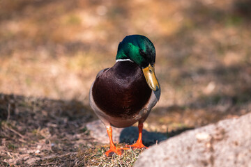 Stockente