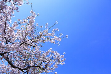 봄을 맞이하는 여러가지 꽃과 나무들