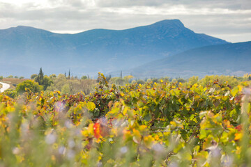 Fototapeta premium vineyard plantation against the backdrop of high mountains