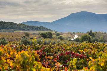vineyard plantation against the backdrop of high mountains and road