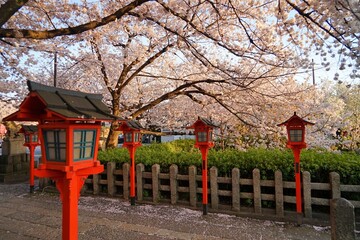Fototapeta na wymiar Graceful Cherry Blossom in Kyoto