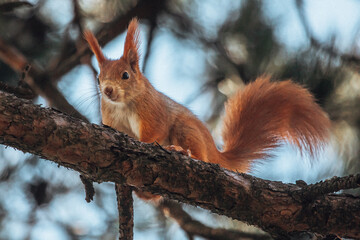 Im Baum kletterndes Eichhörnchen