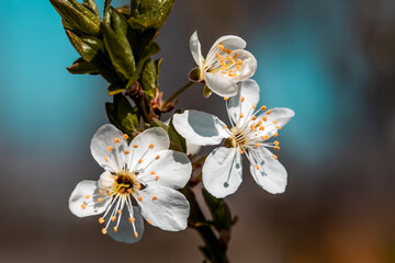 Wei&szlig;e Bl&uuml;ten