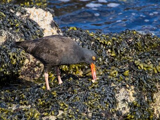 Oyster-catcher (Haematopus) wading the rocky shoreline
