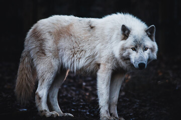 Obraz na płótnie Canvas Stehender arktischer Wolf