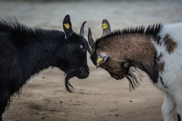 Kämpfende junge Ziegen