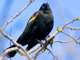 Red-winged blackbird (Agelaius phoeniceus) perched on the tree branch against blue sky