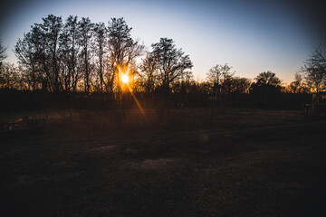 Sonnenuntergang leuchtet durch eine Ansammlung von Bäumen