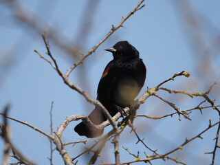 Red-winged blackbird (Agelaius phoeniceus) perched on the tree branch against blue sky