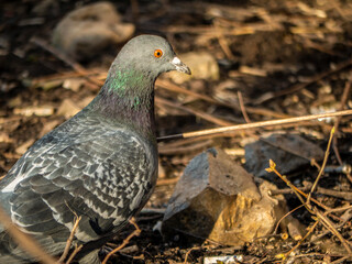 Portrait of a rock pigeon in close-up. blurred background. color