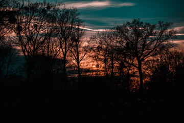 Sonnenuntergang mit Silhouetten von Bäumen