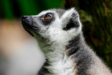 Portrait of a lemur