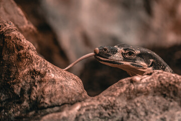 Buntwaran streckt seine lange Zunge heraus