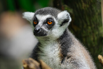 The portrait of Lemur on a tree (lemuriformes)
