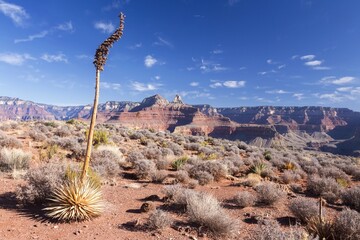 Flowering Agave Century Plant, Low Grass, Blue Sky and Distant North Rim Scenery.  Scenic South Kaibab Hiking Trail, Grand Canyon National Park, Arizona USA
