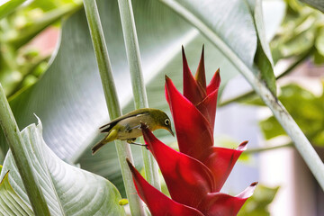 White eyed warbler seen from below feeding on a bright red tropical flower on Maui.