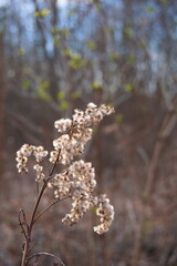 white flower the beginning of spring, white fluffy flower