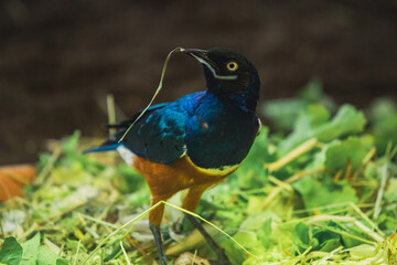 Dreifarben-Glanzstar mit Grashalmen im Schnabel