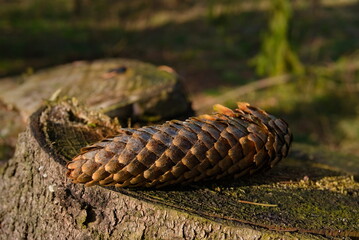 a pine cone on a tree trunk, a close-up of a pine cone