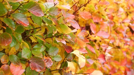 Naklejka na ściany i meble Yellow autumn leaves, orange fall leaf in ornamental garden. Leafage in park in september, october or november. Seasonal colorful foliage. Natural floral background. Trimmed bush or shrub plant wall.