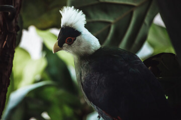 Portrait eines Weißhaubenturakos