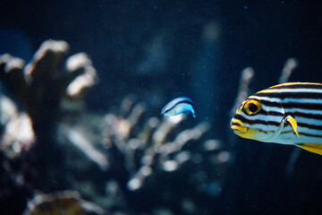 Orientalische S&uuml;&szlig;lippe mit verschwommener Neongrundel im Hintergrund