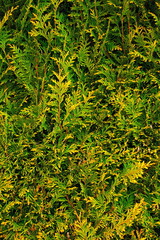 background with thuja branch, green background with thuja

