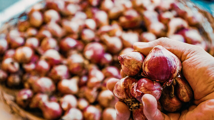 close up of a bunch of garlic