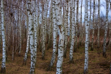 birch forest, the beginning of spring in a birch forest
