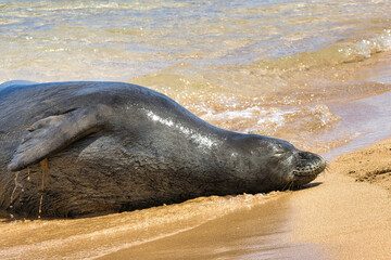Obraz premium Close-up side view of a napping monk seal on a maui beach.