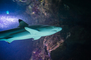 Schwarzspitzen-Riffhai unter Wasser