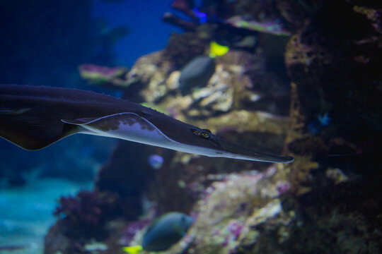 Stechrochen seitlich