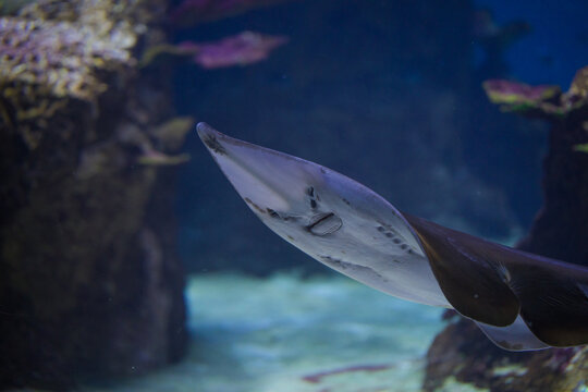 Stechrochen mit "Gesicht"