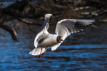 Lachmöwe im Flug