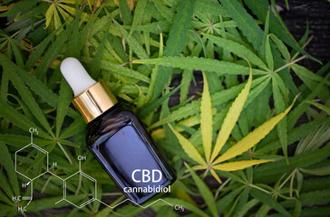 Various glass bottles with CBD oil over Cannabis plants . Photo with the formula CBD (cannabidiol). Close-up. Concept of cannabis plantation for medical.