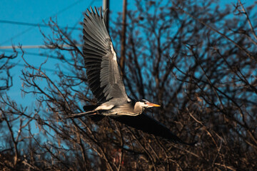 Graureiher im Flug