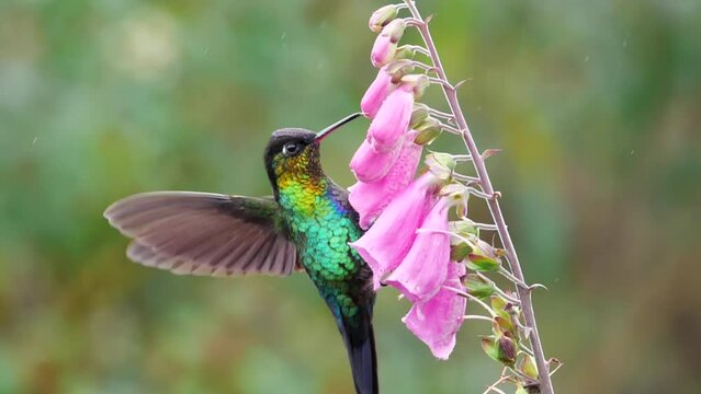 a slow motion clip of a fiery-throated hummingbird hanging onto a foxglove flower and feeding at a garden in costa rica
